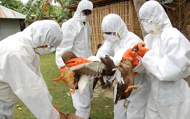Quş qripi təhlükəsi qapıda: Azərbaycan hansı risklərlə üz-üzədir? Quş qripi təhlükəsi qapıda: Azərbaycan hansı risklərlə üz-üzədir?
