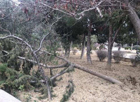 Parkdakı ağaclar məhv olur – Bəs İcra Hakimiyyəti hara baxır? – VİDEO- FOTO