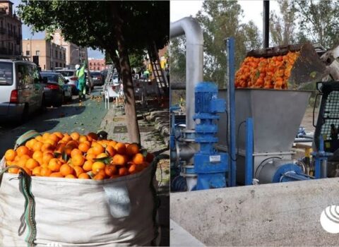 Bu ölkədə portağaldan elektrik enerjisi alınacaq – FOTO