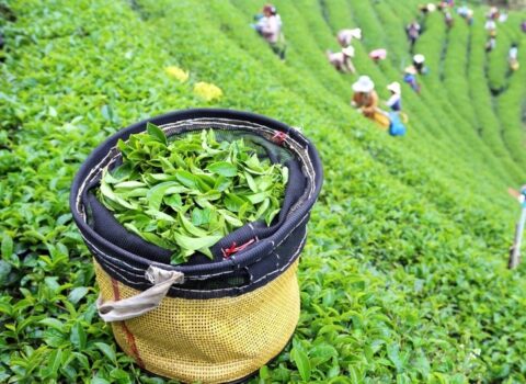 Azərbaycan çay idxalını 18 % azaldıb