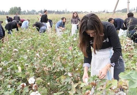 Alman diplomata tarlada işləyən azərbaycanlı qadının CAVABI