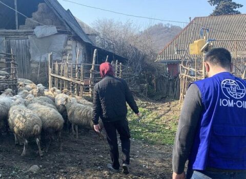 Almaniyadan Azərbaycana qayıdanlara 21 baş qoyun verildi – FOTO