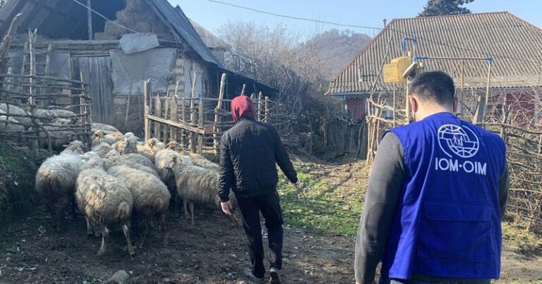 Almaniyadan Azərbaycana qayıdanlara 21 baş qoyun verildi – FOTO Almaniyadan Azərbaycana qayıdanlara 21 baş qoyun verildi – FOTO