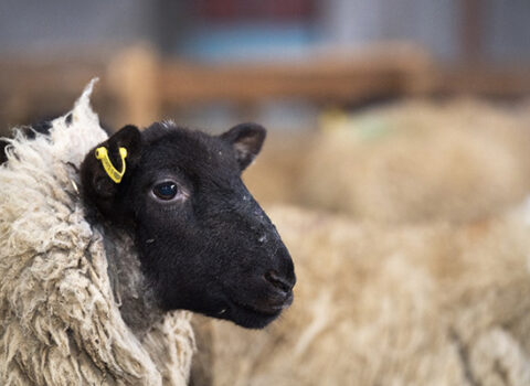 Qurbanlıq heyvanların satış və kəsim yerləri açıqlandı – SİYAHI