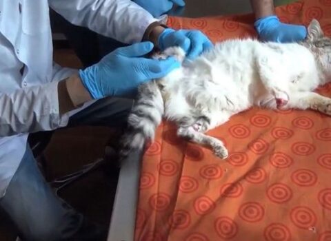 Polis pişiyin ayağının kəsilməsi ilə bağlı araşdırmalara BAŞLADI