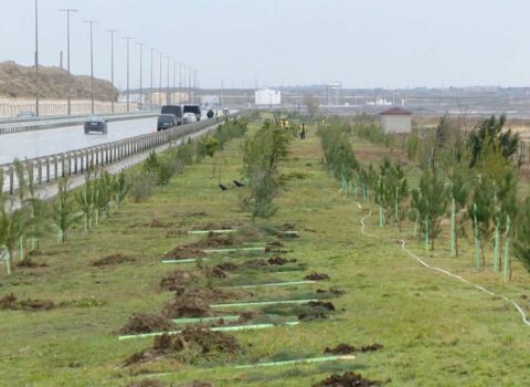 Azərbaycanda ağac və kolları sığortalamaq mümkün olacaq