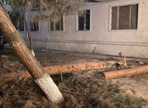Sumqayıtda QANUNSUZLUQ – 50 yaşı olan iki ağac kəsildi – FOTO