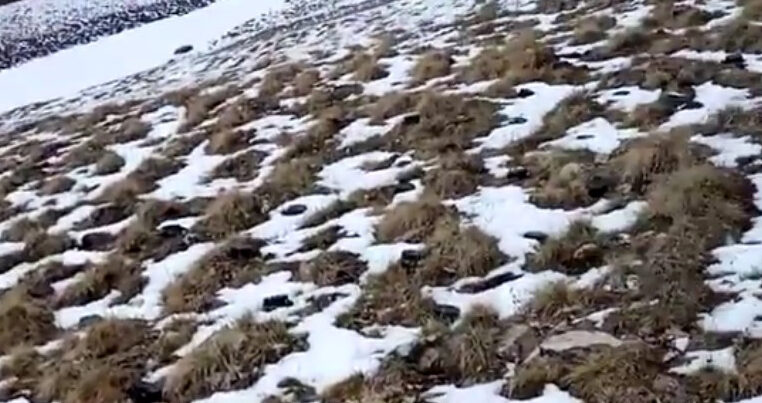 İtkin hərbçilərin axtarışı zamanı tapılan minalarla bağlı hərəkətə keçildi İtkin hərbçilərin axtarışı zamanı tapılan minalarla bağlı hərəkətə keçildi