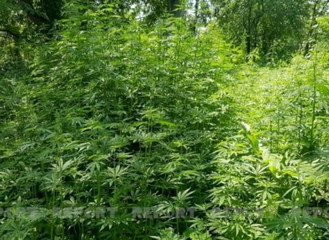 Yabanı halda bitən 4 tona yaxın çətənə kolları məhv edildi – FOTO
