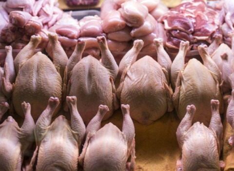 Daha 6 ölkədən quş idxalı qadağan edildi