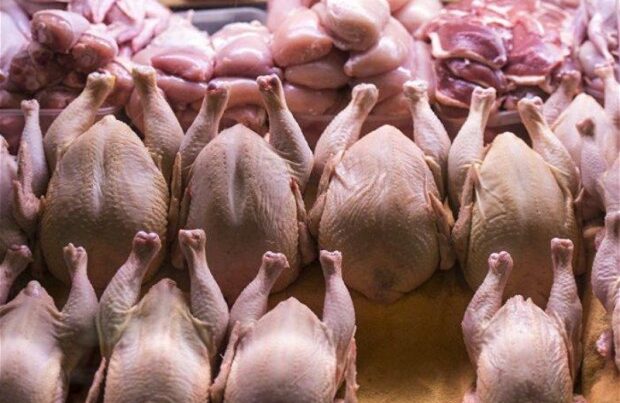 Daha 6 ölkədən quş idxalı qadağan edildi Daha 6 ölkədən quş idxalı qadağan edildi