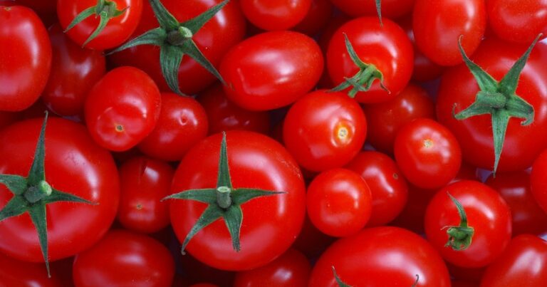 Rusiya 47 ton pomidoru Azərbaycana geri göndərdi – SƏBƏB