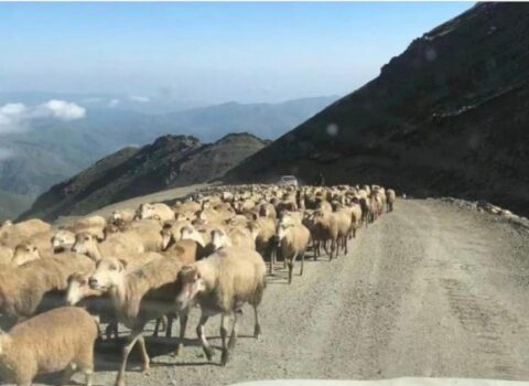 Tərəkəmələr də qayıtdı: Elat Kəlbəcərə köçdü