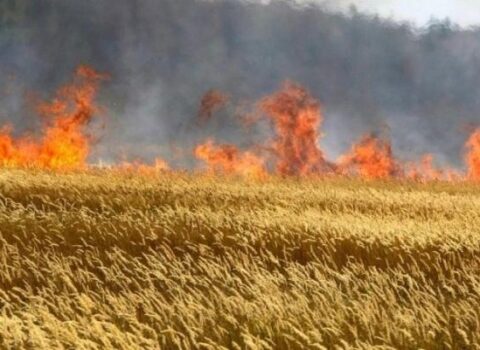 Goranboyda biçilməmiş taxıl sahəsi yandı