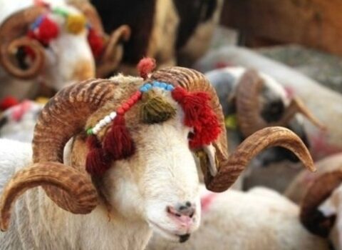 Bazarda 400 manatdan aşağı qurbanlıq heyvan tapmaq olmur – VİDEO