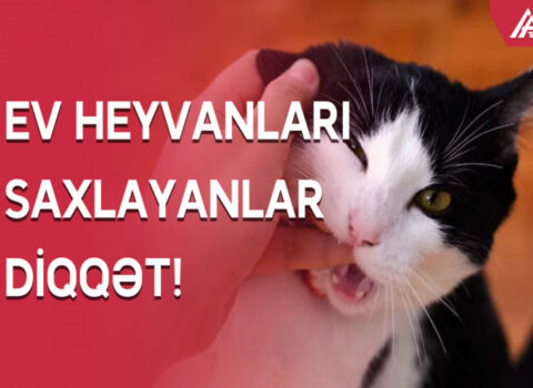 DİQQƏT! – Heyvanlardan insanlara keçən virus xəstəlikləri