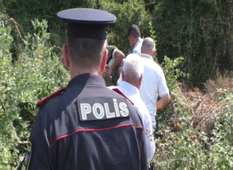 Dağın ətəyində narkotik plantasiyası salan şəxs iş başında SAXLANILDI – FOTO