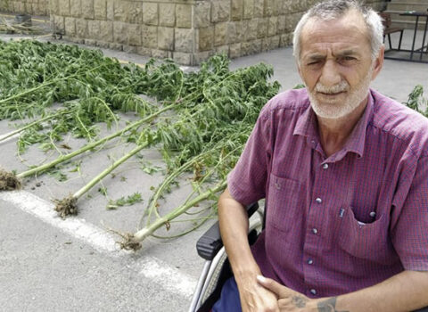 Həyətində 250 kiloqram çətənə yetişdirən şəxs saxlanıldı – FOTOLAR