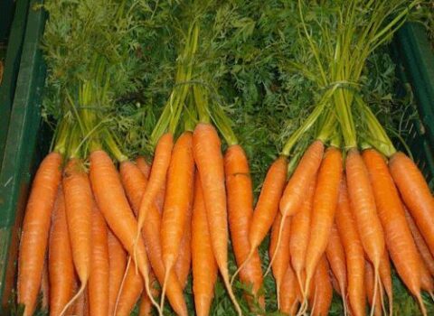 Kök xolesterin səviyyəsini tarazlaşdırır