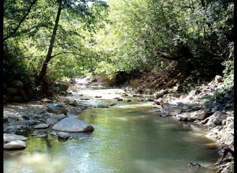 Ermənilər Bəsitçayda qədim Şərq çinarlarını MƏHV EDİB