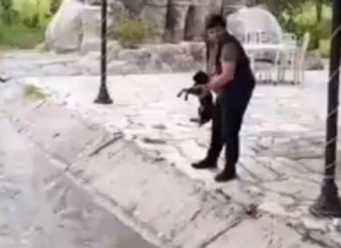 İti su kanalına atan şəxslə bağlı araşdırma aparılır – VİDEO