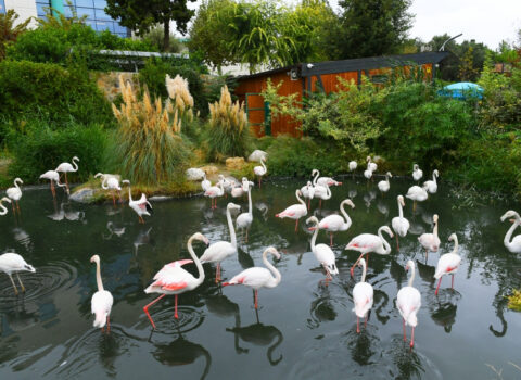 Bakı Zooloji Parkına girişin QİYMƏTLƏRİ MÜƏYYƏNLƏŞDİ – FOTO