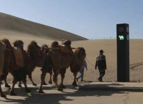 Bu ölkədə dəvələr üçün işıqfor var – FOTOLAR