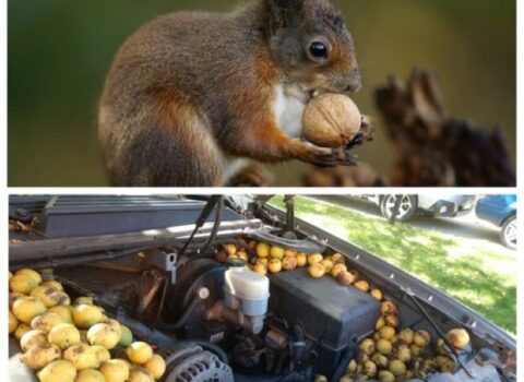 Dələ “Chevrolet”də anbar düzəltdi və mühərriki 70 kiloqram qoz-fındıqla doldurdu – FOTOLAR