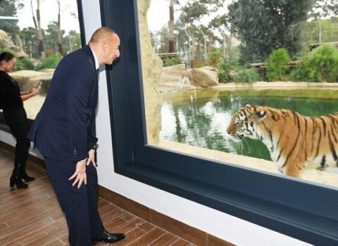 Əliyevlə Putin pələnglərə, Paşinyan isə itlərə… – Korotçenko