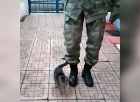 Pişiyə əsgər yerişi ÖYRƏTDİLƏR – VİDEO