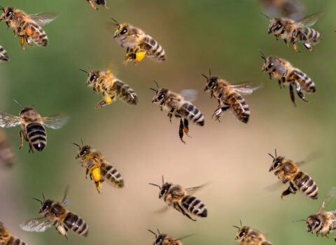Bal arıları da xəstəlik zamanı sosial məsafəyə riayət edir