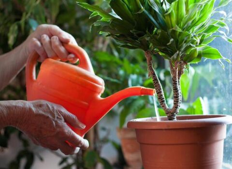 İnsandan fərqi olmayan canlı: Yeri gələndə qışqırır