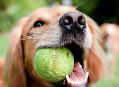 Dünyada itlər üçün ilk smartfon yaradılıb – “DogPhone” adlı cihaz videozəng etməyə imkan verir