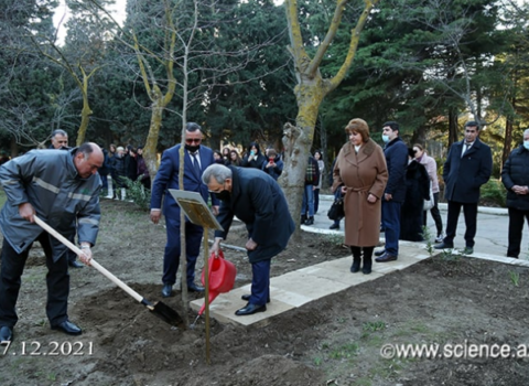 Ağac əkən Ramiz Mehdiyevin ayağı palçığa batmasın deyə görün nə etdilər – FOTOLAR