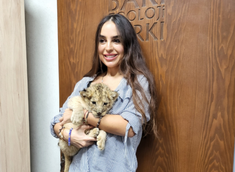 Bakı Zooparkında şir balası dünyaya gəlib