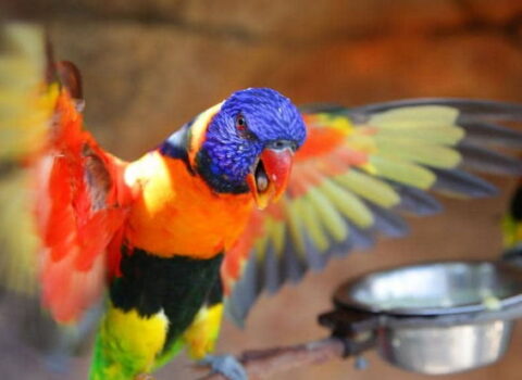 Sərxoş tutuquşular şəhəri istila etdi – FOTOLAR