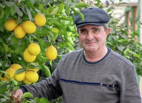 Azərbaycanlı yeni limon sortunu yaratdı – FOTO