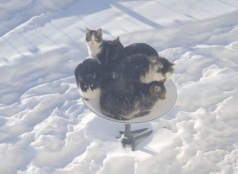 Pişiklər İlon Maskın peyk internetini XARAB ETDİLƏR