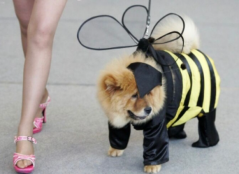 İtə 75 min funt xərclənirsə, azı 7500 insanın çörəyi kəsilir – MARAQLI FAKTLAR