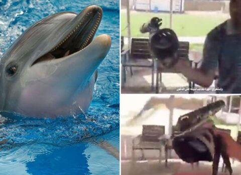 İsrail “kamikadze delfinləri”ni işə saldı, Almaniyada rus casusu…- Kəşfiyyat