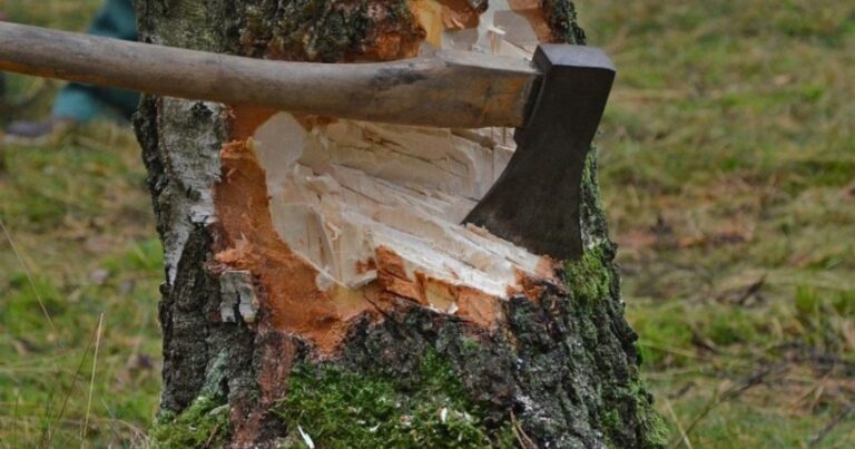 Qanunsuz ağac kəsmə faktı üzrə 173 cinayət işi BAŞLANILIB