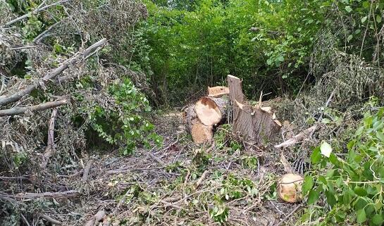 Xətai rayonunda ağaclar kəsilir – VİDEO