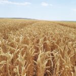 Əkinə yararlı torpaqlarda bunu etmək QADAĞAN OLUNMALIDIR – VACİB AÇIQLAMA