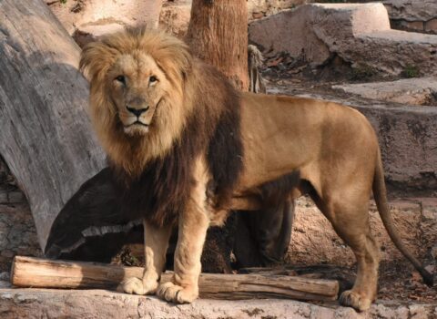Şir zooparkın əməkdaşını öldürdü