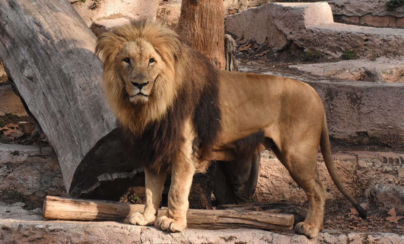 Şir zooparkın əməkdaşını öldürdü