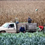 Gübrə bahalaşır: Bazarlarda bahalaşma olacaq?
