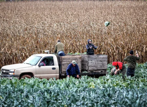 Gübrə bahalaşır: Bazarlarda bahalaşma olacaq?