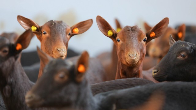 “Murciana” keçilərinin satışına başlanıldı – FOTOLAR