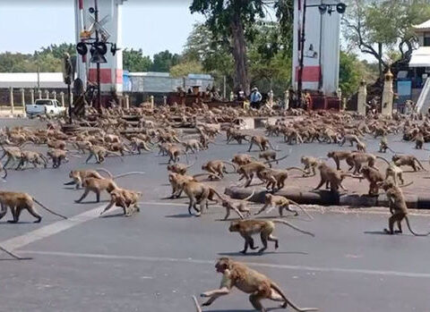 Minlərlə meymun Lopburi şəhərində “terror” törədir