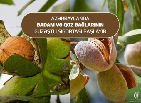 Badam və qoz bağlarının güzəştli sığortası başladı